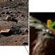 Illustration for article titled 30 Mars Phoenix Discoveries NASA Will Never Show the World
